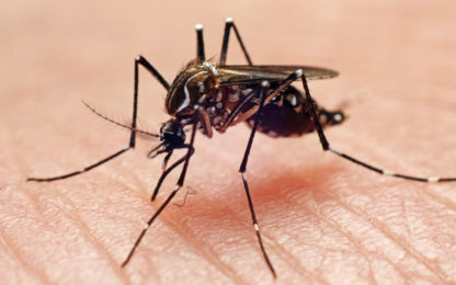 Valley Now 'Mosquito Central' Following Wet Hot Summer; More Pests Test Positive for West Nile Virus