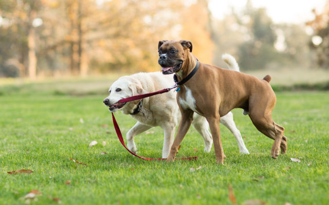 A yellow Labrador Retriever dog leads a Boxer dog by the leash at a park outdoors. Photo from Alpha Media Portland OR 