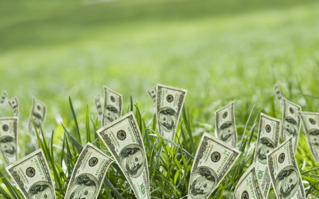 100 dollar bills growing in the grass. Photo from Alpha Media Portland OR