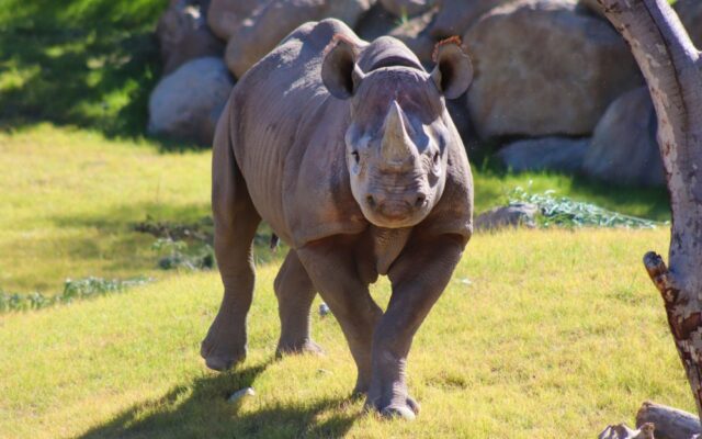 White Rhinos Ready For Their Own Savanna At The Living Desert