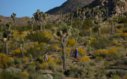 FILE - In this May 19, 2020 file photo people visit Joshua Tree National Park in California. Travelers are leaning toward less-crowded vacation destinations this year. (AP Photo/Jae C. Hong, File) Used locally Jan 19th 2022 @ap.images