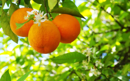 Ripe oranges on a tree Photo from Alpha Media Portland OR