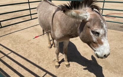 Burro shot with an arrow in the Badlands of Southern California. Photo from Riverside County Animal Services Dept