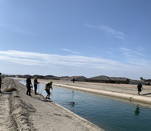 Deer being rescued from the Coachella Canal in Indio Ca Mon Aug 1st 2022. Photo from City of Indio Police Dept.