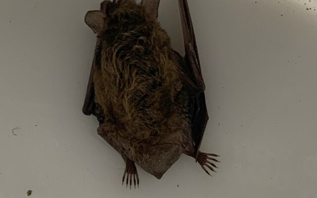 Woman Treated For Rabies After Encounter With A Bat In Her Bedroom