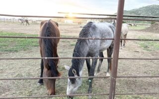 Wild Horses, Herding Dogs Available For Adoption