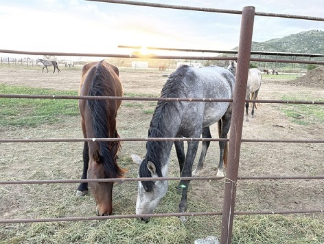 Wild Horses, Herding Dogs Available For Adoption